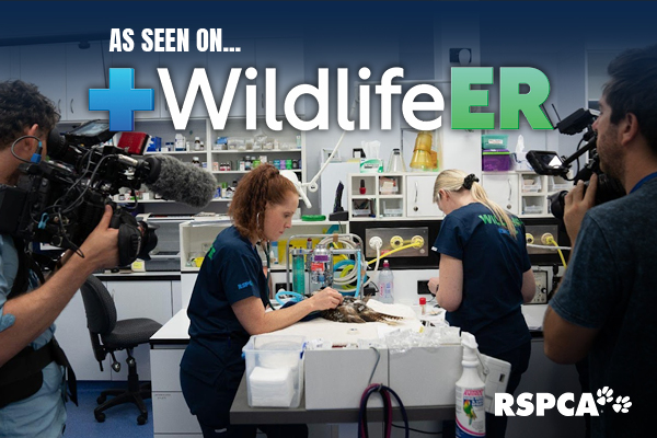 As seen on Wildlife ER RSPCA Queensland wildlife hospital
